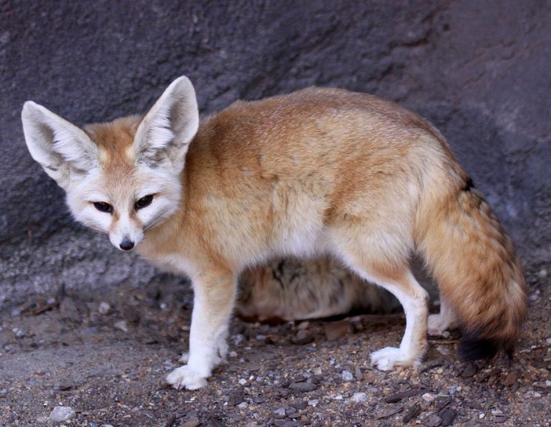 Cáo Fennec