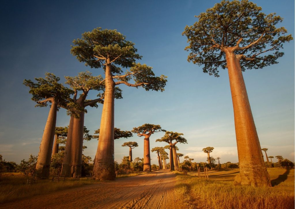 Cây Baobab