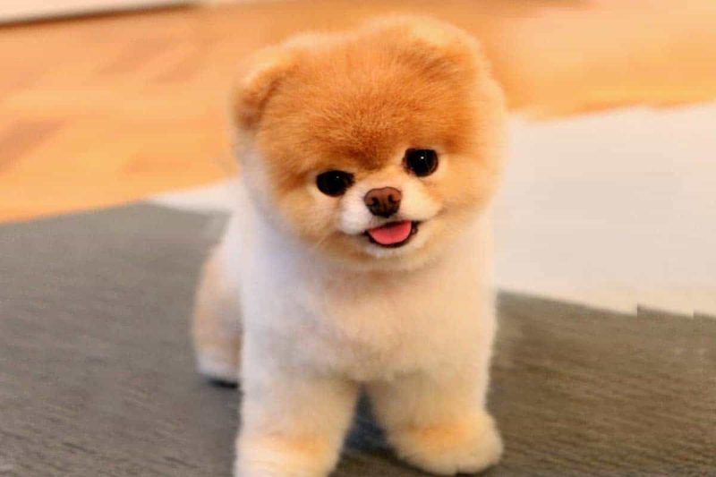 Chó Pomeranian