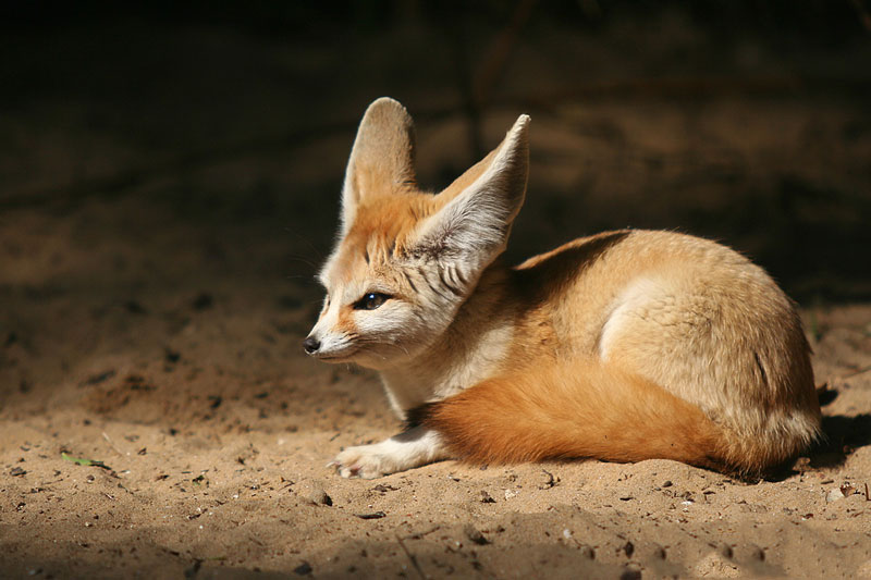 Cáo Fennec