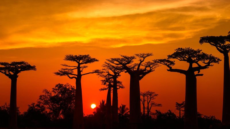 Cây Baobab