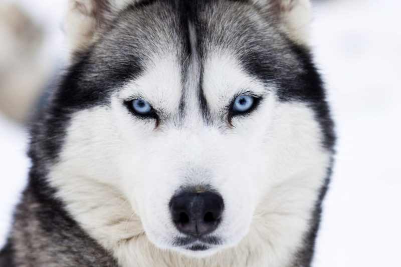 chó Husky Sibir