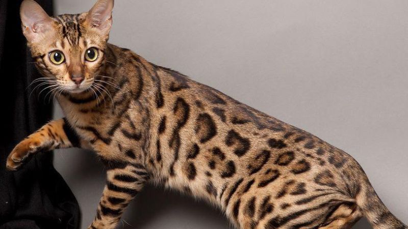 Mèo Bengal