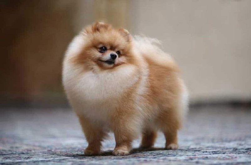 Chó Pomeranian