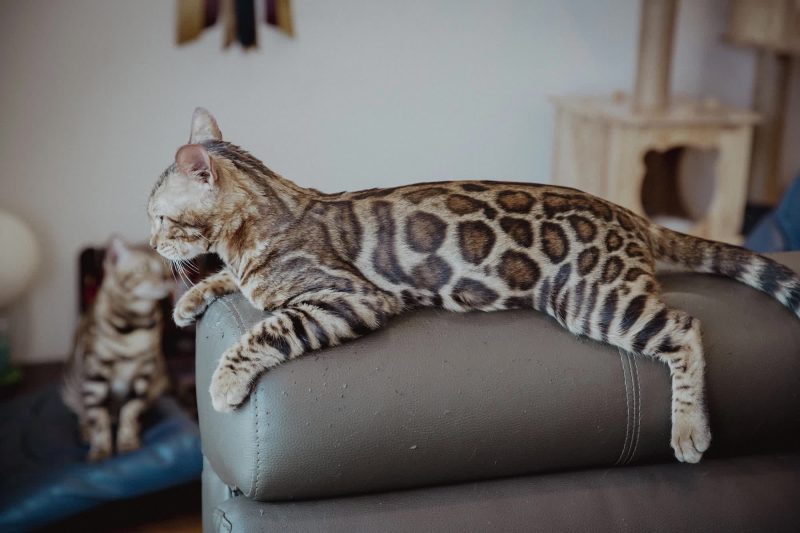 Mèo Bengal