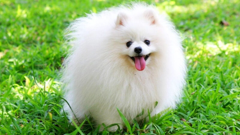 Chó Pomeranian